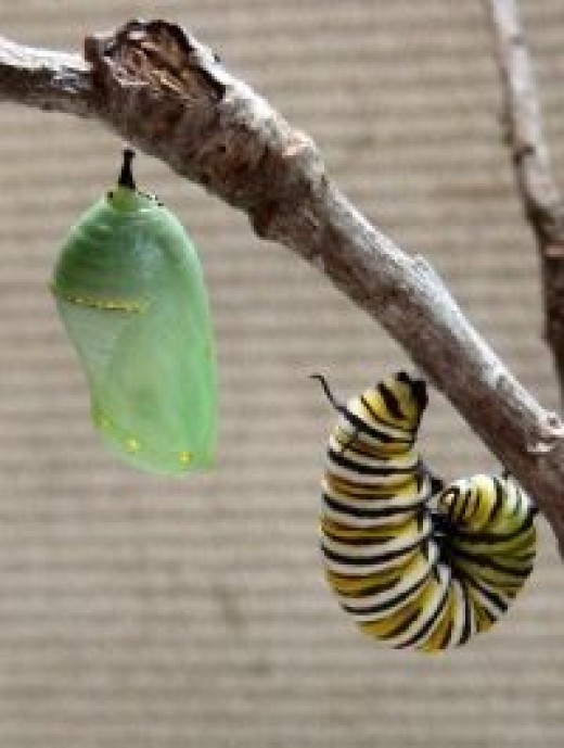 How Does a Caterpillar Turn Into a Butterfly? Owlcation