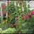 Momma's perennial garden. Momma's perennial garden.