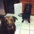 Desperate Dogs Desperate Dogs