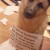 Jealous Dog Jealous Dog