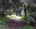 woods