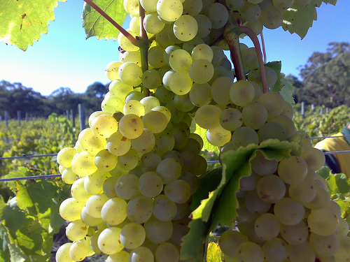 Winery by DiverSluck in Flickr