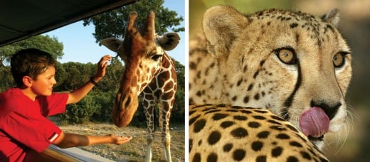 Fossil Rim Wildlife Center - place to visit in Dallas