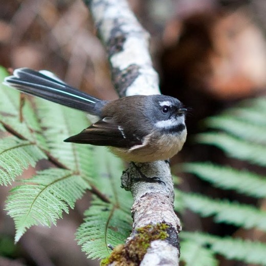 Maori myths and legends of New Zealand native birds | HubPages