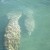 Manatee in the river. Manatee in the river.