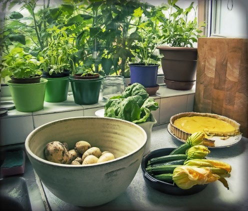 Growing Vegetables in the Window.