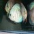 Discus in pairing out tanks - Turquoise Greens Discus in pairing out tanks - Turquoise Greens