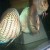 Discus in pairing out tanks - Turquoise Greens Discus in pairing out tanks - Turquoise Greens