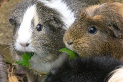 Guinea Pigs happily munching next to one another.