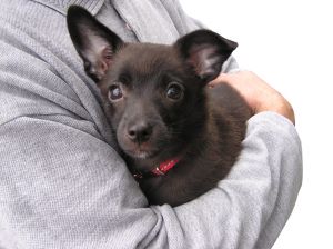 Puppy being Hugged