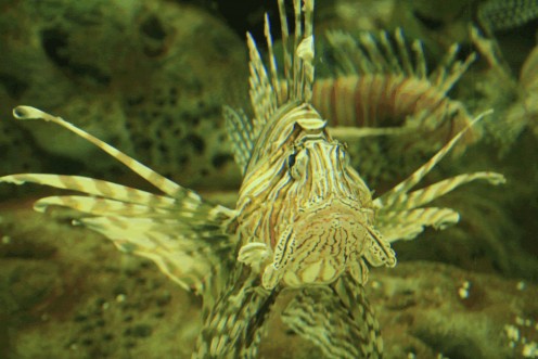Lion Fish