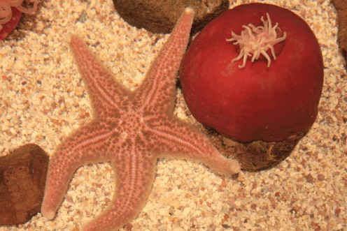 Star Fish & Sea Urchin