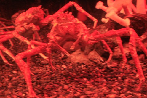 Japanese Crab