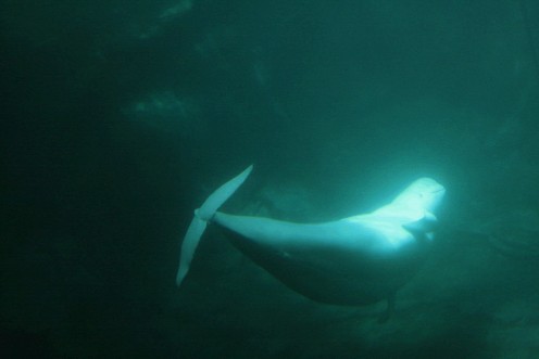Beluga Whale