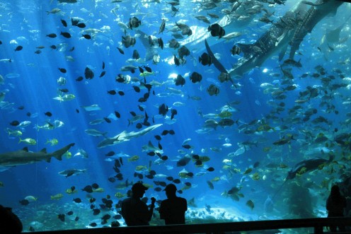 Aquatic life in Sea