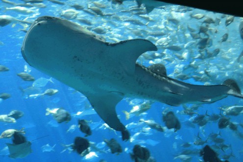 Aquatic life in Sea