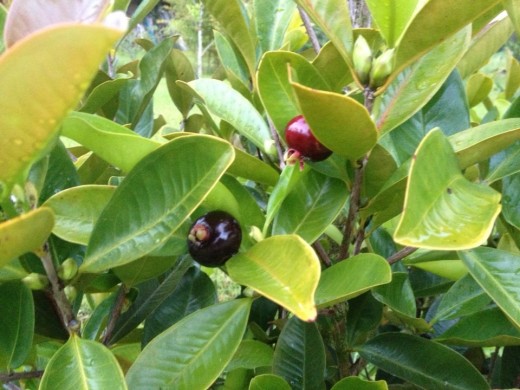 Brazillian cherries... yummm!