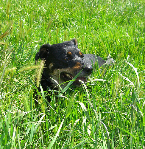 Foxtails are highly problematic during warmer months when the weather is drier, so when the grass isn't green, be VERY leery of letting your do play around foxtail.