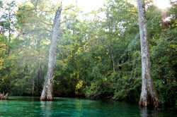Ponce de Leon Springs flowing into Sandy Creek.   Water age testings performed by Florida State officials have determined that the water is approximately 42 hours old when it emerges from the double vortex.