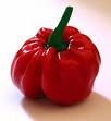 Red Bell Pepper