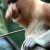 Proboscis Monkey -- a long-nosed monkey native to Borneo. (Photo: woot882002 via Flickr Creative Commons)