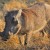 Warthog -- this African beast is not to be trifled with! (Photo: jurvetson via Flickr Creative Commons)