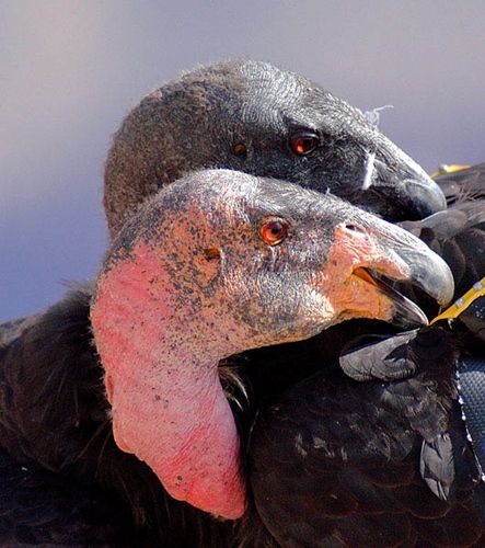 California Condor -- one of the largest birds in North America, they are slowly coming back after almost going extinct.  (Photo: Doug Greenberg via Flickr Creative Commons)