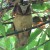White-fronted Scops Owl White-fronted Scops Owl