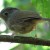Grey-cheeked Fulvetta Grey-cheeked Fulvetta