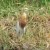 Javan Pond Heron Javan Pond Heron