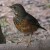 Black-breasted Thrush (Female) Black-breasted Thrush (Female)