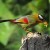 Silver-eared Mesia Silver-eared Mesia