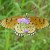 Tawny Coster Tawny Coster