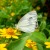 Unidentified White Butterfly Unidentified White Butterfly