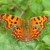 Comma Comma