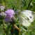 Green-veined White Green-veined White