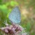 Holly Blue Holly Blue