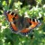 Small Tortoiseshell Small Tortoiseshell