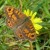 Wall Brown Wall Brown
