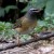 Eyebrowed Thrush Eyebrowed Thrush