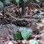 Large-tailed Nightjar Large-tailed Nightjar