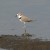 Kentish Plover Kentish Plover