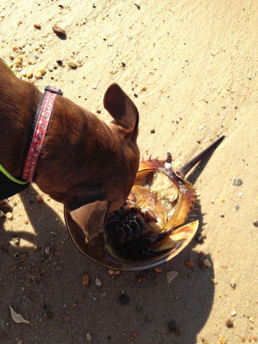 Washed up sea life is great stimulation, so long as your dog doesn't eat it. This is Karma investigating a horseshoe crab molt.