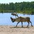 A Reindeer In Front Of The Borealis Forest