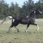 HorseClicks profile image