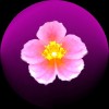 magna7 profile image