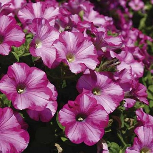 how to grow extraordinary petunias throughout the summer how to grow extraordinary petunias throughout the summer