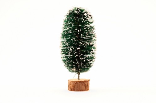 An evergreen tree longs for its' yard