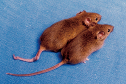 Two mice with the same genes but different tails. (Photo source: Bradbury J: Human Epigenome ProjectâUp and Running. PLoS Biol 1/3/2003: e82. http://dx.doi.org/10.1371/journal.pbio.0000082)
