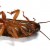 The end result. Humans 1, cockroach 0. The end result. Humans 1, cockroach 0.